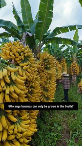 Dwarf Cavendish Banana | SRK