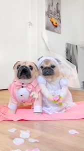 4.2M views · 110K reactions | Here comes the bride & groom ‍♀️蘆 #pug #dog #dogsofinstagram #pugsofinstagram #weeklyfluff | Loulou the pug | Facebook