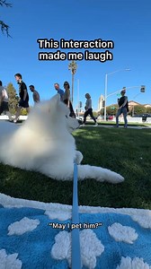 6.2M views · 202K reactions | Dog parents know your name doesn't matter 藍 #dog #newyork #samoyed #puppy #nyc #subway #doglover | Lumi LumiBear Samoyed | Facebook