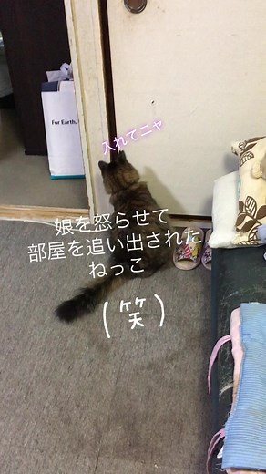 捨て猫を保護する方法とサクラ猫の里親探しガイド