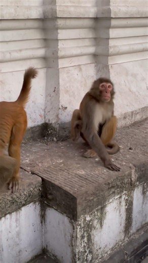What is the monkey looking at with its head up? #shorts #monkey