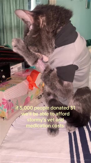 he’s finally grooming himself 😭 #kpop #anime #bts #fashiontiktok #petlover