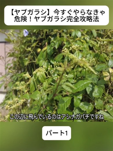 【ヤブガラシ】今すぐやらなきゃ危険！ヤブガラシ完全攻略法 p1
