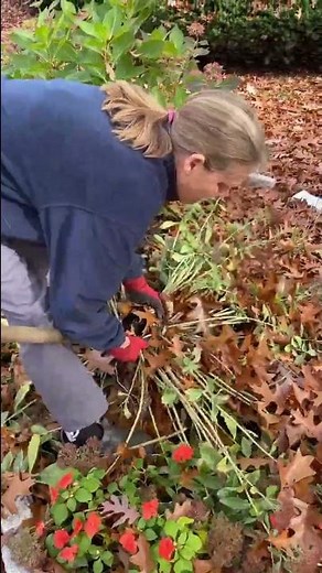 How to Divide Your Sedum Quickly and Replant it Somewhere else: LET'S GO!