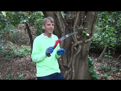Steve Miesen shows How to Kill and Remove the Largest English Ivy Vines from Trees