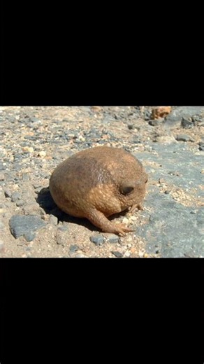 1.3.1.Rain Frog: "Breviceps gibbosus"