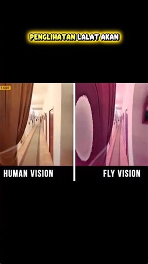 IT TURNS OUT THIS IS THE TYPE OF ANIMAL'S VISION OF THE WORLD #shorts #viral #fyp #reels #home