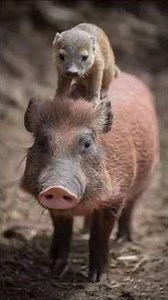 cleaners of the animals: Mongoose and Oxpeckers