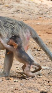 34K views · 646 reactions | Jada jumps of #LovelyMonkey #JadaMonkey #JadeMonkey #MonkeyReels #AmberTroop | Lovely Monkey | Facebook