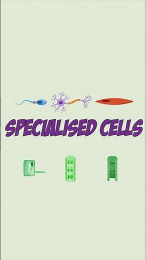 GCSE Biology: Cell Differentiation #flashrevisionlab #exam