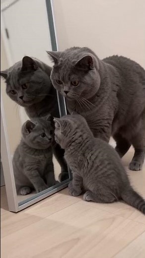 Mirror Curiosity – British Shorthair Kittens 🐾 #cat #cute 小さな発見とぬくもり、鏡の前のブリティッシュショートヘア 🐾