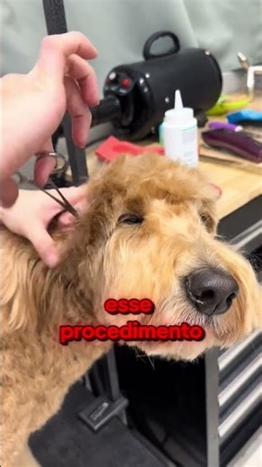 This could make your dog deaf! 😭