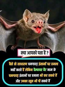Vampire Bats: The Only Bats That Can Attack Humans😱 #vampirebat #batfacts #wildlife #facts #new #new