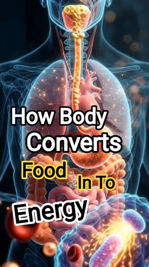 How Body Converts Food Into Energy | Metabolism Explained in 3D! #wellness #healthtips #shortsfeed