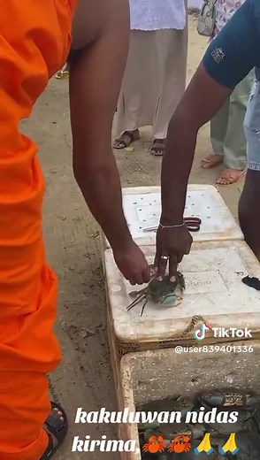 RNF live mud crab Negombo on TikTok