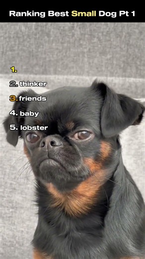 Ranking The Best Small Dogs