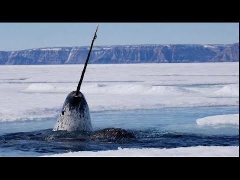 What's Up with the Narwhals | Mini Documentary