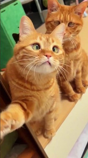Funniest Cats Ever - Cute & Hilarious Cat Moments Compilation 😂