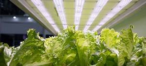 Best Types Of Light For Plants  | DoItYourself.com