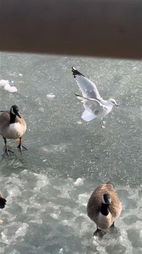 Frozen water in New York , Birds walking on it ￼