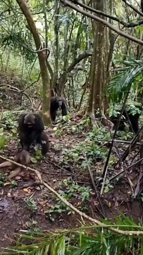 Savage on Instagram: "Chimpanzee hunt a monkey🥲"