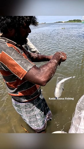 Man Catching Mullet Fish in River Bottle Trap Using Maida Bait | Unique Fishing Method #MulletFishing #BottleTrap #MaidaBait #MenFishing #fblifestyle | Kadal Raasa Fishing