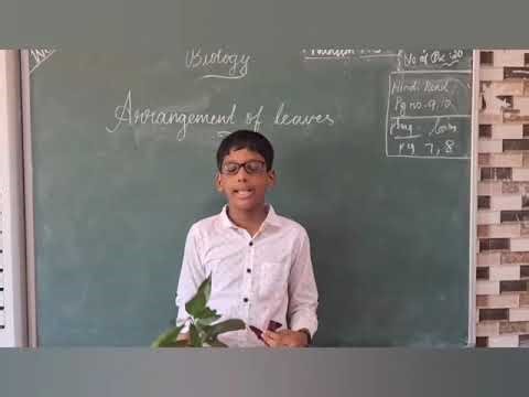 Classroom Activities of Grade 6A - Biology (Arrangement of Leaves) || BHIS Karungal.