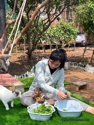 Baby Monkey's Tree Adventure While Mom Picks Veggies