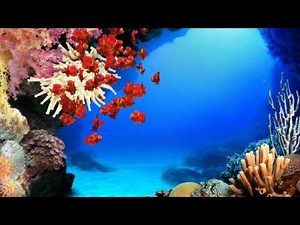 Aqua Real 2 - Spine Cheeked Anemonefish only (4K)