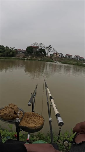 Trải nghiệm câu chép bằng cần 810😁 #cauca #thaomomthu #caucatunhien #fishing