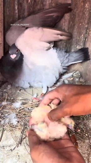 Baby pigeon loft clean #pigeon #clean