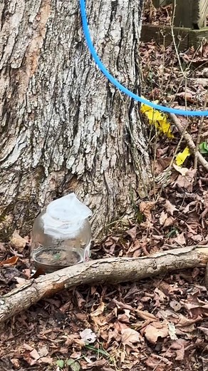Maple sap part 2 #maplesyrup #mapletree #sugarmaple #narrowayhomestead #homesteadtoktok #offgridlife #aslandog | Nate Petroski