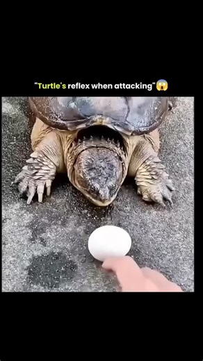 factshubs_ig on Instagram: "When a turtle attacks and a cat reacts, instinct collides with reflexes shaped by millions of years At first glance, a turtle seems slow, calm, almost harmless. But when threatened, its nervous system switches instantly from passive to defensive mode. A turtle's attack reflex is not about chasing or aggression-it's about rapid protection. The neck extends with surprising speed, jaws snap shut, and the movement is powered by stored elastic energy in muscles rather than