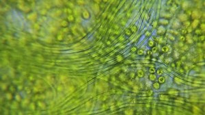 Cyanobacteria Green Algae Movement Microscope