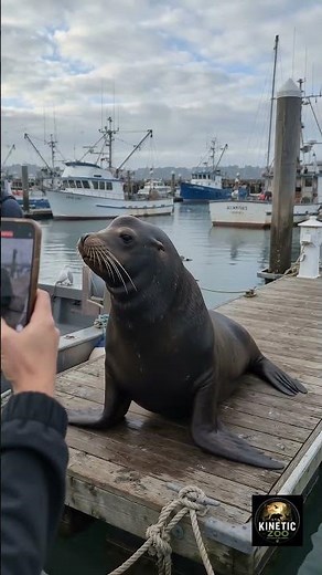 Massive Sea Lion Takes Over the Dock! 🦭😲 #wildlife #wildlifeentertainment #sealions #sea #animallife