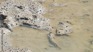 Blue Spotted Mudskipper on mud in mangrove forest.
