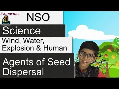 Agents of Seed Dispersal: Wind, Water, Explosion and Human (Class 4) - NSO/NSTSE/Olympiad