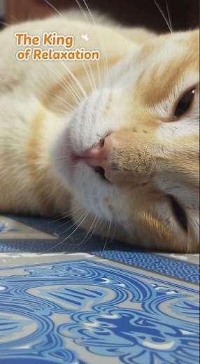 Cute Cat Falling Asleep Slowly | Chill Vibes Only #cat #shorts #ytshorts #sleepycat