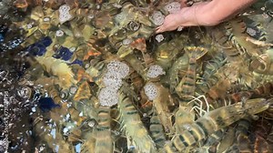 Close up of shrimp swimming Buying shrimp at the market live animal touch jump emerge from the water