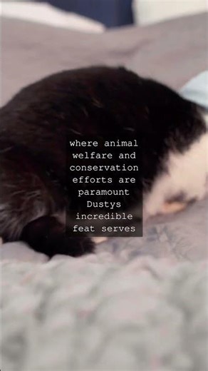 The Feline Marvel A Cat Named Dustys RecordBreaking LegacyBonham Texas In the small...