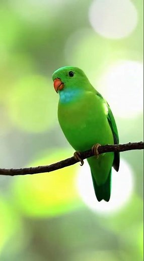 Most Beautiful Birds in the World: Ultimate Wildlife List