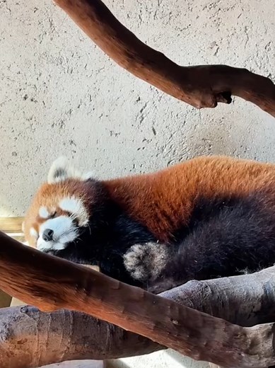 Exhausted Red Panda: A Heartwarming Zoo Moment