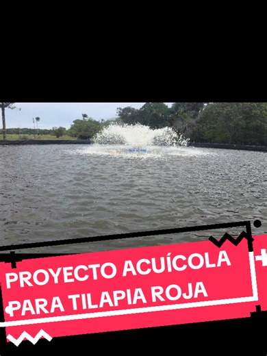 Ventajas del Sistema Simbiótico en Acuaponía para Tilapia Roja