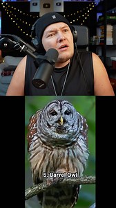 Top 10 Best Bird sounds 😳 #beatbox | Chezame