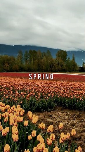 How beautiful spring is #spring #season #beautiful #nature