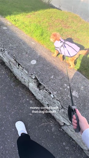 cuteeee xx #dog #bsf #money #puppy #viral