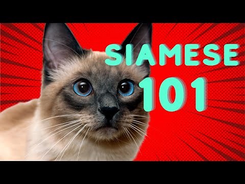 SIAMESE CAT 101: The Ultimate Guide to Become a Siamese Cat Expert in 4 Minutes,Pros and Cons