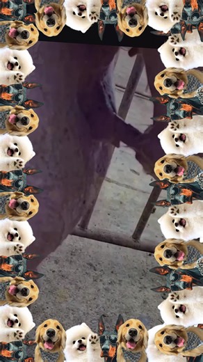 Heartwarming Dog and Puppy Meeting Moments