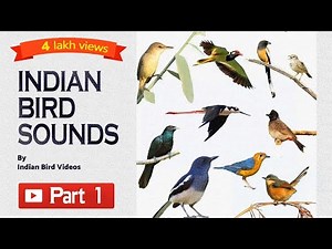 Indian Birds Sounds - Part 1 ‪@IndianBirdVideos‬ #indian_bird_sounds #bird_calls