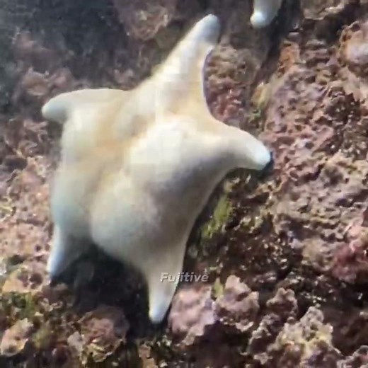 I hate gravity (ironic meme)